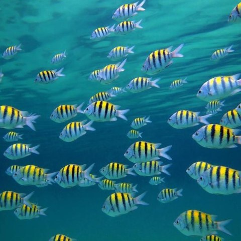 Fototapeta - Pejzaż podwodny, Ryby