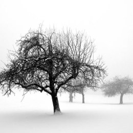 Fototapeta - Pejzaż zimowy, Drzewa