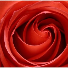 Fototapeta - Róża z bliska, Płatki