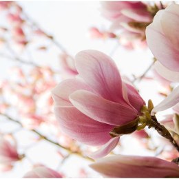 FOTOTAPETA 200x154 +KLEJ, Różowa magnolia