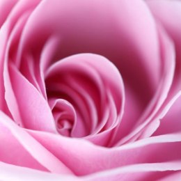 Fototapeta - Różowa róża, płatki