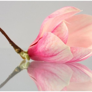 Fototapeta - Samotny kwiat magnolii