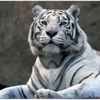 Fototapeta - Tygrys bengalski w zoo