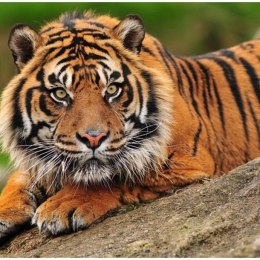 Fototapeta - Tygrys sumatrzański