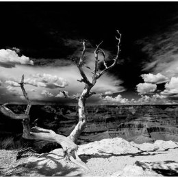 Fototapeta - Wielki kanion, drzewo