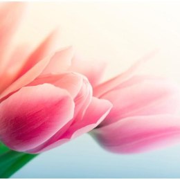 Fototapeta - Wiosna i tulipany