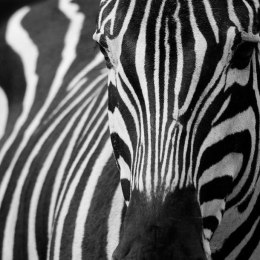 Fototapeta - Zebra afrykańska