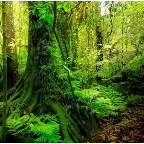 Fototapeta - Zielona Dżungla, las