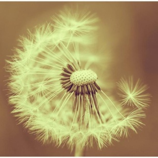 Fototapeta - dmuchawiec (sepia)