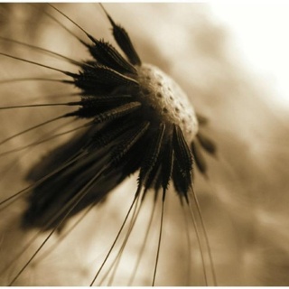 Fototapeta - dmuchawiec - sepia