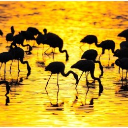 Fototapeta - flamingi na jeziorze