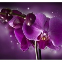 Fototapeta - Fioletowa orchidea