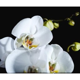Fototapeta - Biały Kwiat Phalaenopsis