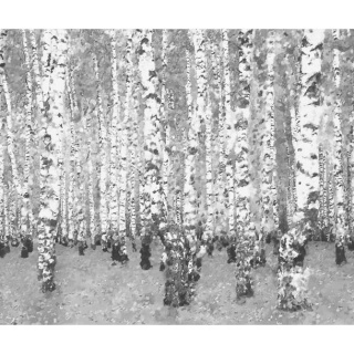 Fototapeta - Brzozowe zacisze