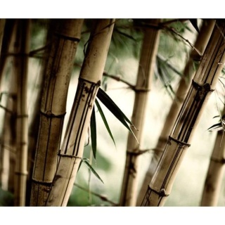 Fototapeta - Las Bambusowy, Natura