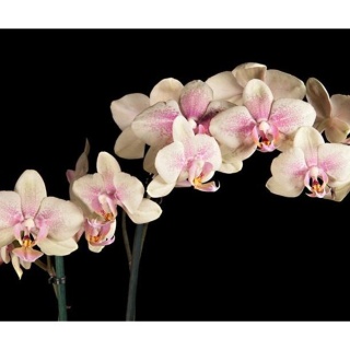 Fototapeta - Kwitnąca orchidea