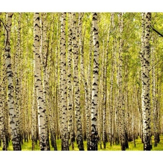 Fototapeta - Las brzozowy, Wiosna