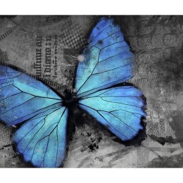 Fototapeta - Niebieski motyl, szara
