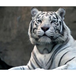 Fototapeta - Biały Tygrys Bengalski