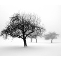 Fototapeta - zima - drzewa