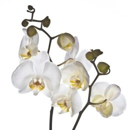 Fototapeta - BIałe kwiaty - Orchidee