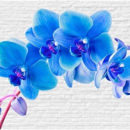 Fototapeta - Błękitne orchidee