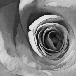 Fototapeta - Czarno-biała Róża