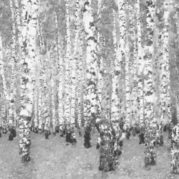 Fototapeta - Czarno-białe brzozy, las