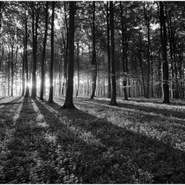Fototapeta - Czarno-biały las, Drzewa