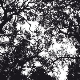 Fototapeta - Czarno-biały las, dekor