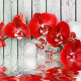 Fototapeta - Czerwona orchidea Drewno