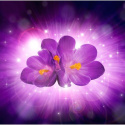 Fototapeta - Fioletowe kwiaty 3D