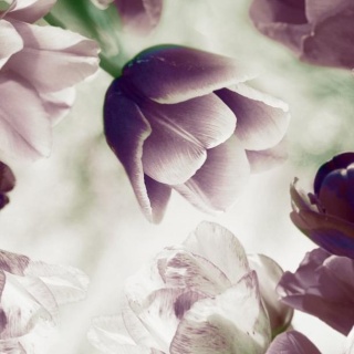 Fototapeta - Fioletowe kwiaty Tulipan