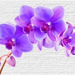 Fototapeta - Fioletowy kwiat Orchidea