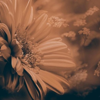 Fototapeta - Gerbera w brązach