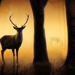Fototapeta - Jeleń w lesie o świcie