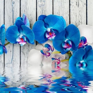 Fototapeta - Kobaltowa orchidea