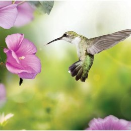 Fototapeta - Koliber, kwiaty, zdjęcie