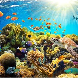 Fototapeta - Kolorowa rafa koralowa