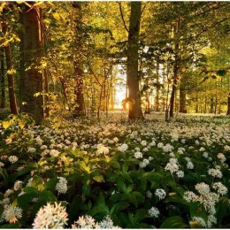 Fototapeta - Kwiaty w lesie, Natura