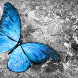 Fototapeta - Niebieski motyl, szare tło