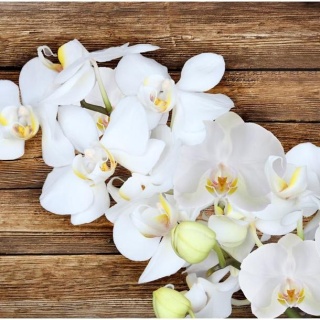 Fototapeta - Orchidea na drewnie
