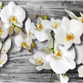 Fototapeta - Oziębłe orchidee III