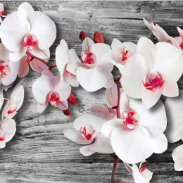 Fototapeta - Oziębłe orchidee