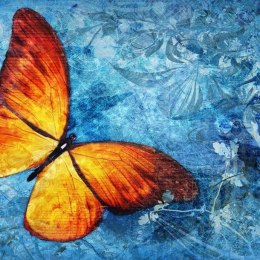Fototapeta - Pomarańczowy Motyl, Blue
