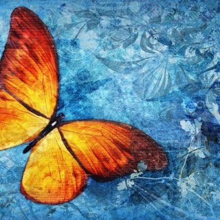 Fototapeta - Pomarańczowy Motyl, Blue