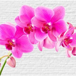 Fototapeta - Różowe orchidee i biel