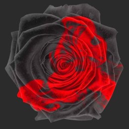 Fototapeta - Szaro-Czerwona Róża Art