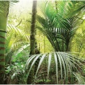 Fototapeta - Tropikalny las, dżungla