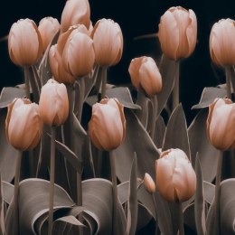 Fototapeta - Tulipany, Sepia, Kwiaty